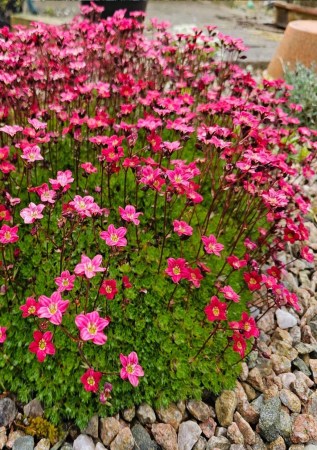 ЛОМИКАМІНЬ Аренса Rosea